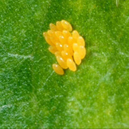 Ciclo de Vida de la Mariquita