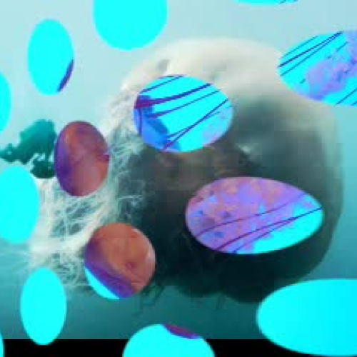 jellyfish vs global warming