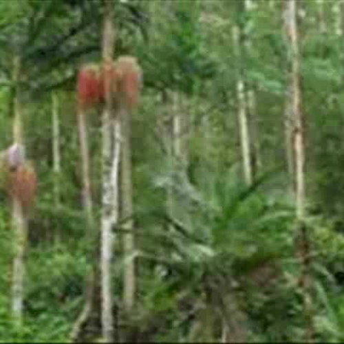 Tropical Rainforest 