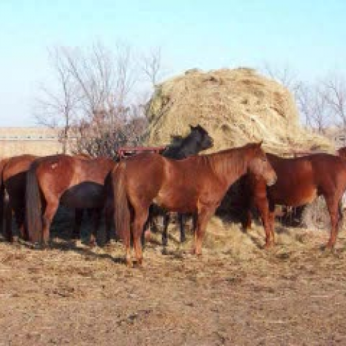 Misty of Chincoteague