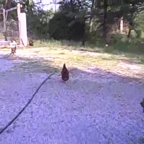 Chicken question