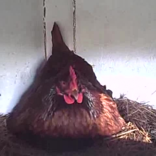 hen on a nest
