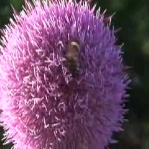 Bee on a Thistle