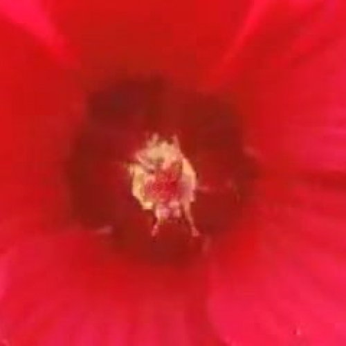 Kaitlyn for president