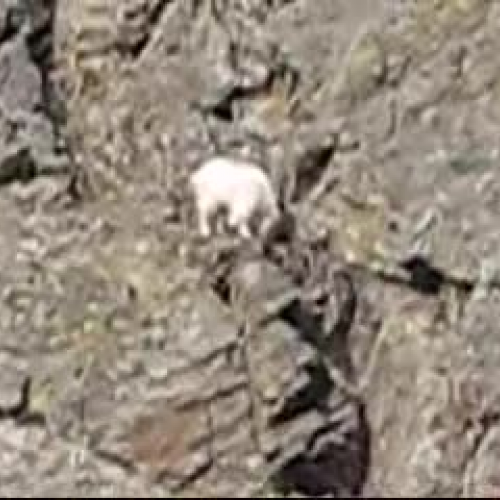 Mountain Goats of Lillooet