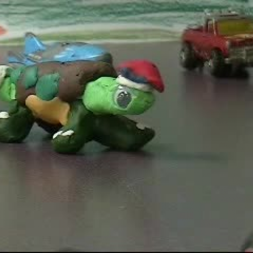 Turtle Patrol