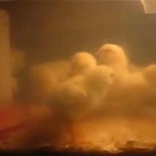 Chicks in First Grade