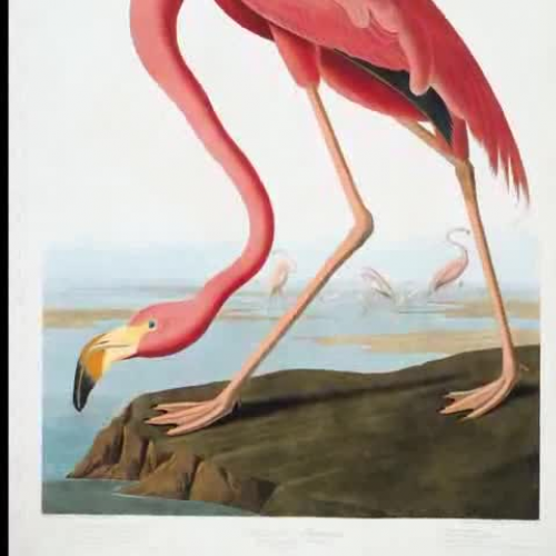 American Flamingo -- virtual art museum