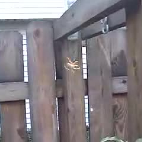 Hummingbird and Spider