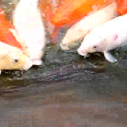 Rock-Loving Koi