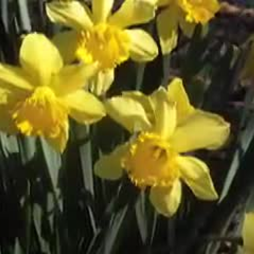 Seven Golden Daffodils