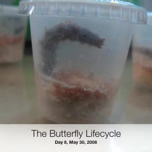 A butterfly Life Cycle in Progress
