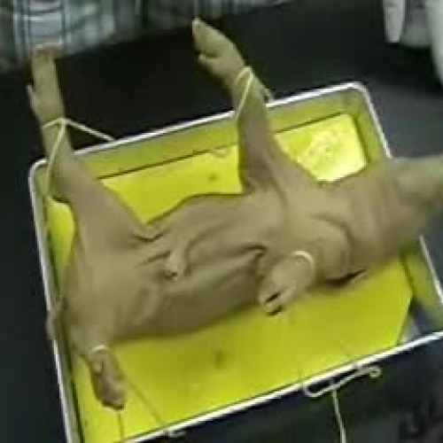 Fetal Pig