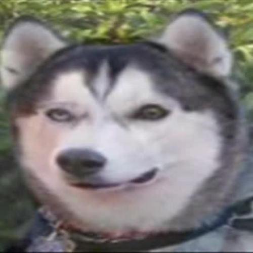 SFBS Tech Club Morph Video