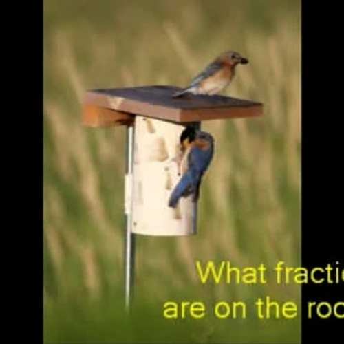 Fractions in the Bird Kingdom
