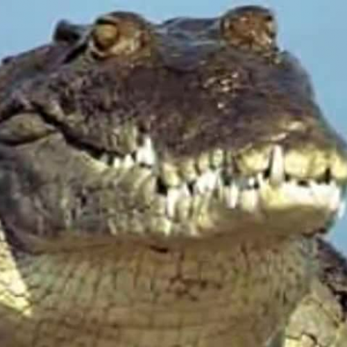 Crocodile