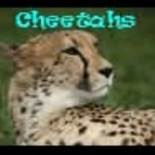 Cheetah