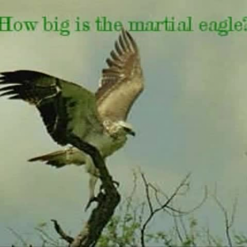 Martail Eagle
