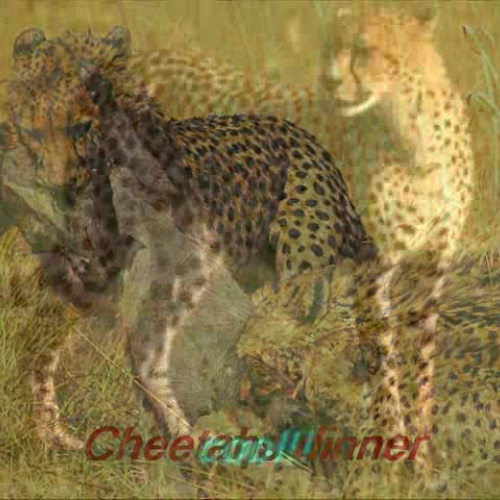 African Cheetahs