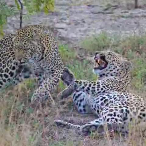 The Amazing Leopards