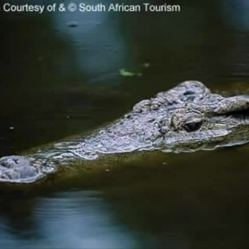 Crocodiles of Africa