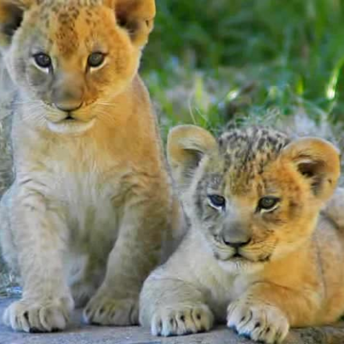 Amazing Lions