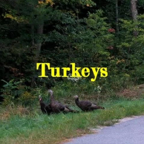 Turkeys