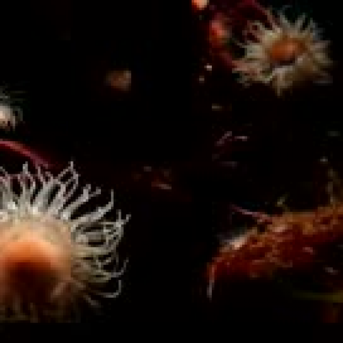 Marine life in Monterey