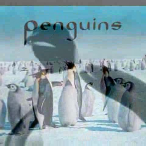 Emperor Penguins