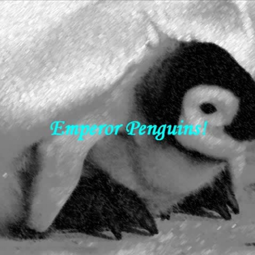 Emperor Penguins Of The Antarctic!!