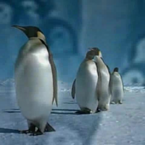 Emperor  Penguins