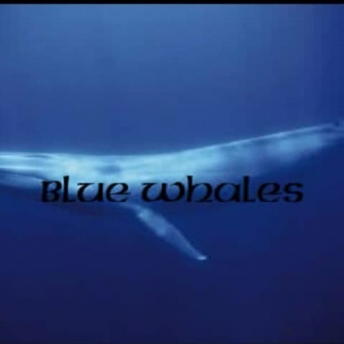 Blue Whales