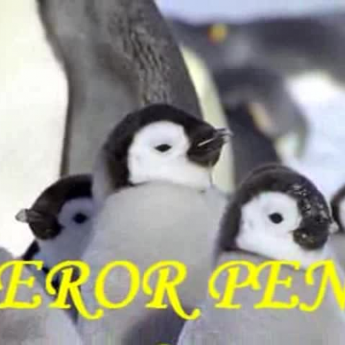 Emperor Penguin Chicks