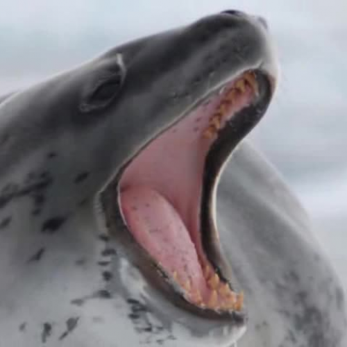 Leopard Seal