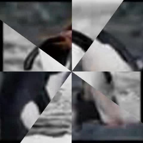 Peguins in an antarcitc