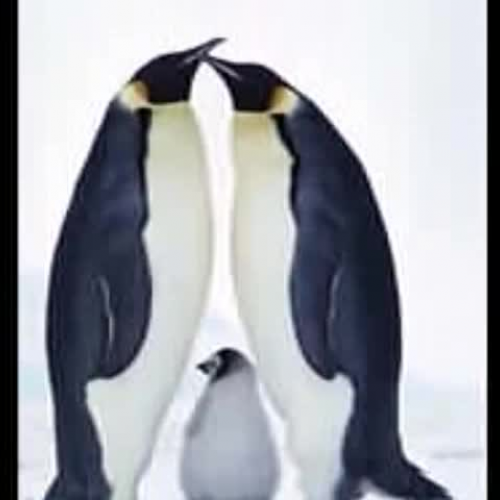 Emperor Penguin