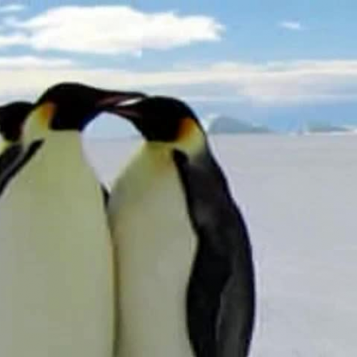 Emperor Penguins