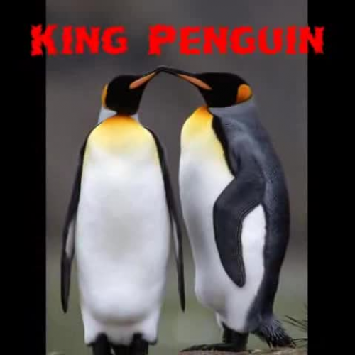 King Penguin