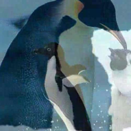 Emperor  Penguin