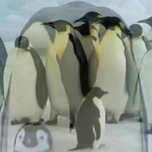 Emeperor Penguins