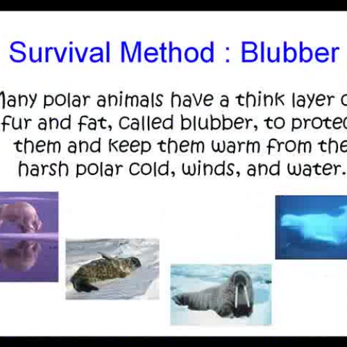 Polar Animal Survival