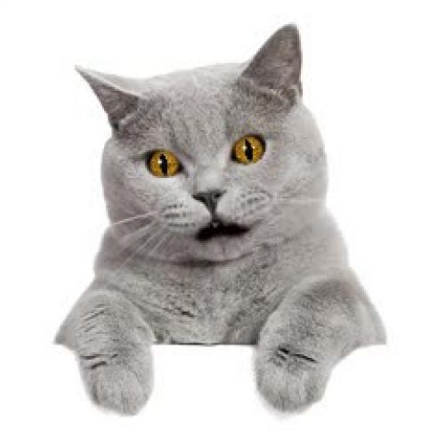 1st Trial of CrazyTalk5