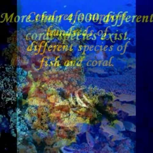 Coral Reef Ecosystems Project