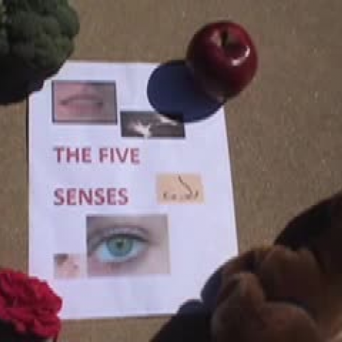 The Five Senses - Kindergarten