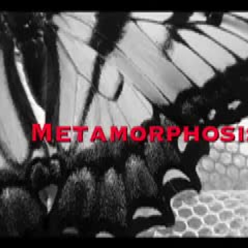 Metamorphosis