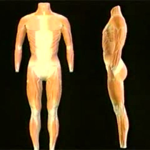 Muscular System Video