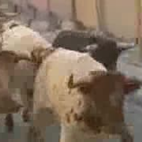 Bull Run in Pamplona 2008