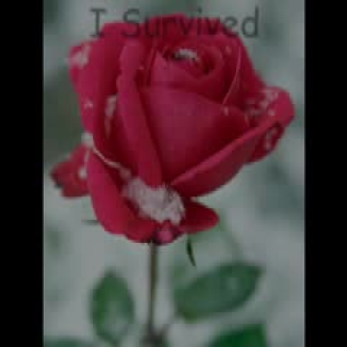 I Survived...Everything Happens for a Reason