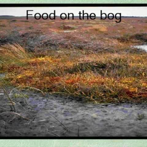 Food for animals on the Bog