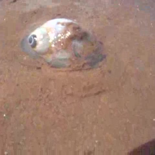 Water Snail